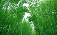 12200719湖北林峰脉建筑工程 9盎司特厚1000个：青儿哈哈 一次性定制纸杯、一次性广告纸杯设计图
