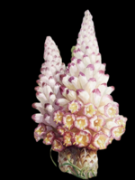 12200829黑司命生物科技有限公司 9盎司1千个：shallow沙漏 一次性定制纸杯、一次性广告纸杯设计图