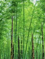 12201029 9盎司1千个：刘缘250 一次性定制纸杯、一次性广告纸杯设计图