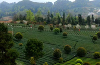 12210520 9盎司1千个：zhaow122 一次性定制纸杯、一次性广告纸杯设计图