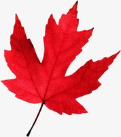 12211217漫季酒店9盎司1千：jj401888 一次性定制纸杯、一次性广告纸杯设计图