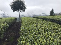 122203226 9盎司1千：tb481043146 一次性定制纸杯、一次性广告纸杯设计图