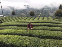 122203226 9盎司1千：tb481043146 一次性定制纸杯、一次性广告纸杯设计图