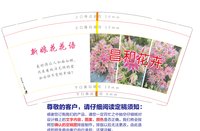 3141211 新娘花花语 9盎司专版1000个：241211-040883986031914 一次性定制纸杯、一次性广告纸杯设计图