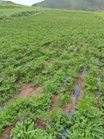 3141207 卓尼县联农农资有限责任公司 12盎司1000个：251207-048591040092464 一次性定制纸杯、一次性广告纸杯设计图